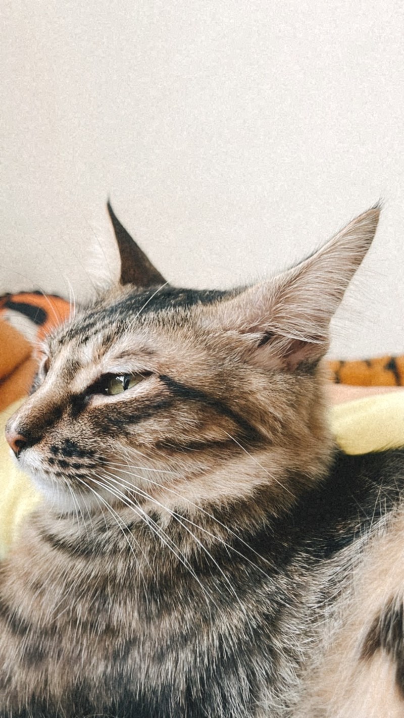 試用